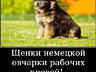 Щенки немецкой овчарки стандартного окраса!