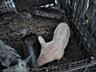 Se vind porci, au în jur la 20 kg 1600 porcul