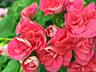 Эксклюзивные сорта пеларгонии. Доставим.