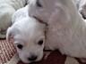 Продаются щенки мальтийской болонки
