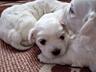 Продаются щенки мальтийской болонки