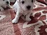 Продаются щенки мальтийской болонки