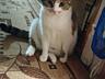 Отдам ласковую кошечку 3 года