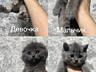 Продажа Британских котят