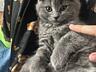 Продажа Британских котят