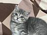 Продажа Британских котят