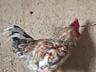 Продам петухов, 2025 года рождения!