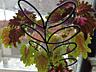 Продам цветы комнатные
