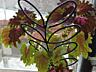 Продам цветы комнатные