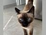 Тайские(сиамские) котята
