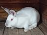 Продам кроликов