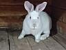 Продам кроликов