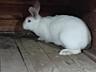 Продам кроликов