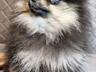 Продам щенков померанского шпица