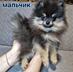 Продам щенков померанского шпица
