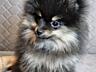 Продам щенков померанского шпица