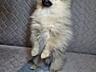Продам щенков померанского шпица