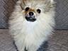 Продам щенков померанского шпица