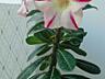 Продам вазоны Адениума