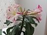 Продам вазоны Адениума