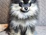 Продам щенков померанского шпица