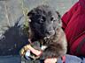Щенки в добрые руки