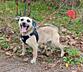 Щенки в добрые руки