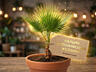 Пальма "Вашингтония" 250р.