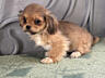 Продам щенков пекинеса