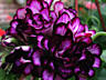 Плющелистная пеларгония более 20 сортов. Доставим