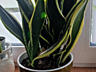 Сансевьерия Black Gold