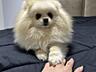 Ofer spre vânzare o fetiță Spitz Pomeranian în vârstă de 2 ani, culoar