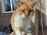 Отдам трехцветную кошку ласковая очень и кота
