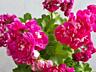 Плющелистная пеларгония более 20 сортов. Доставим