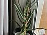 Продам лечебный цветок АЛОЭ ВЕРА