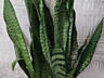 Продам шикарные сансевиерии