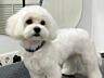 Продаётся шикарный мини кобель Мальтийская болонка мальчик