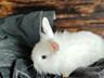 Продам декоративных кроликов