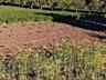 Vând teren pentru casă, 26 ari, lângă pădure – Recea (25 min de Balti)