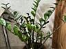 Для дома и офиса! Шикарный замиокулькас (долларовое дерево)