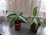 Продам цветы Сансьеверия и Аглаонема