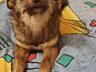 Найдена собачка