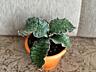 Продам шикарные растения для дома и офиса