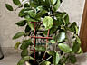 Продам шикарные растения для дома и офиса