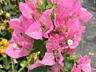 Бугенвиллия 60 сортов. Доставим бесплатно.