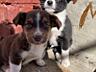 Отдам щенков в хорошие руки