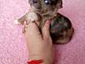 Щенки Чихуахуа Мерле.