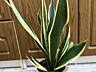 Сансевьрия Gold Black. Для дома и офиса!