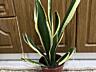 Сансевьрия Gold Black. Для дома и офиса!