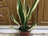 Сансевьрия Gold Black. Для дома и офиса!